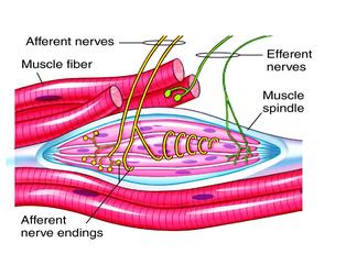 Anatomy Stories: The Anatomy of Stretching - Bare Bones YogaBare Bones Yoga