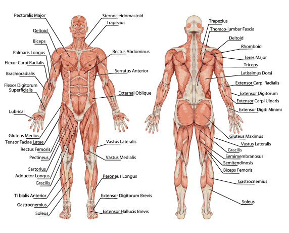 Class theme: Anatomical Position in Yoga Poses - Bare Bones Yoga