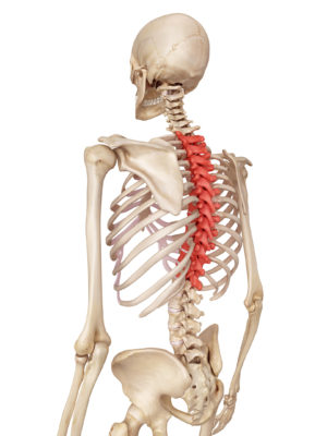 Thoracic spine